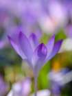 Woodland crocus, Germany. Art Print